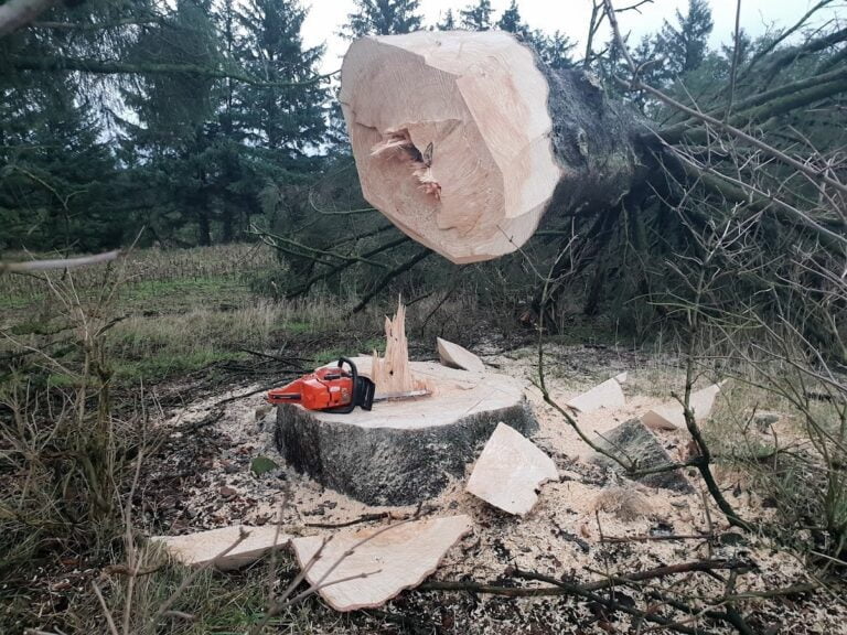 Fældet træ med motorsav på skovbund
