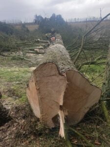 Fældet træ med kædesav på marken