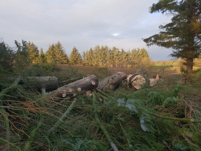 Fældede træstammer i skovområde under grå himmel.