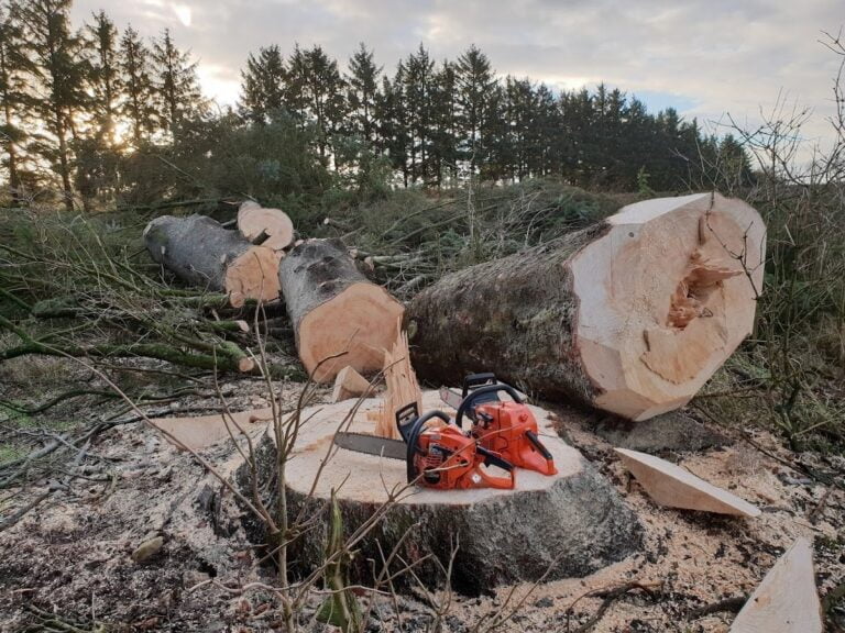 Fældet træ og motorsave i skovomgivelse