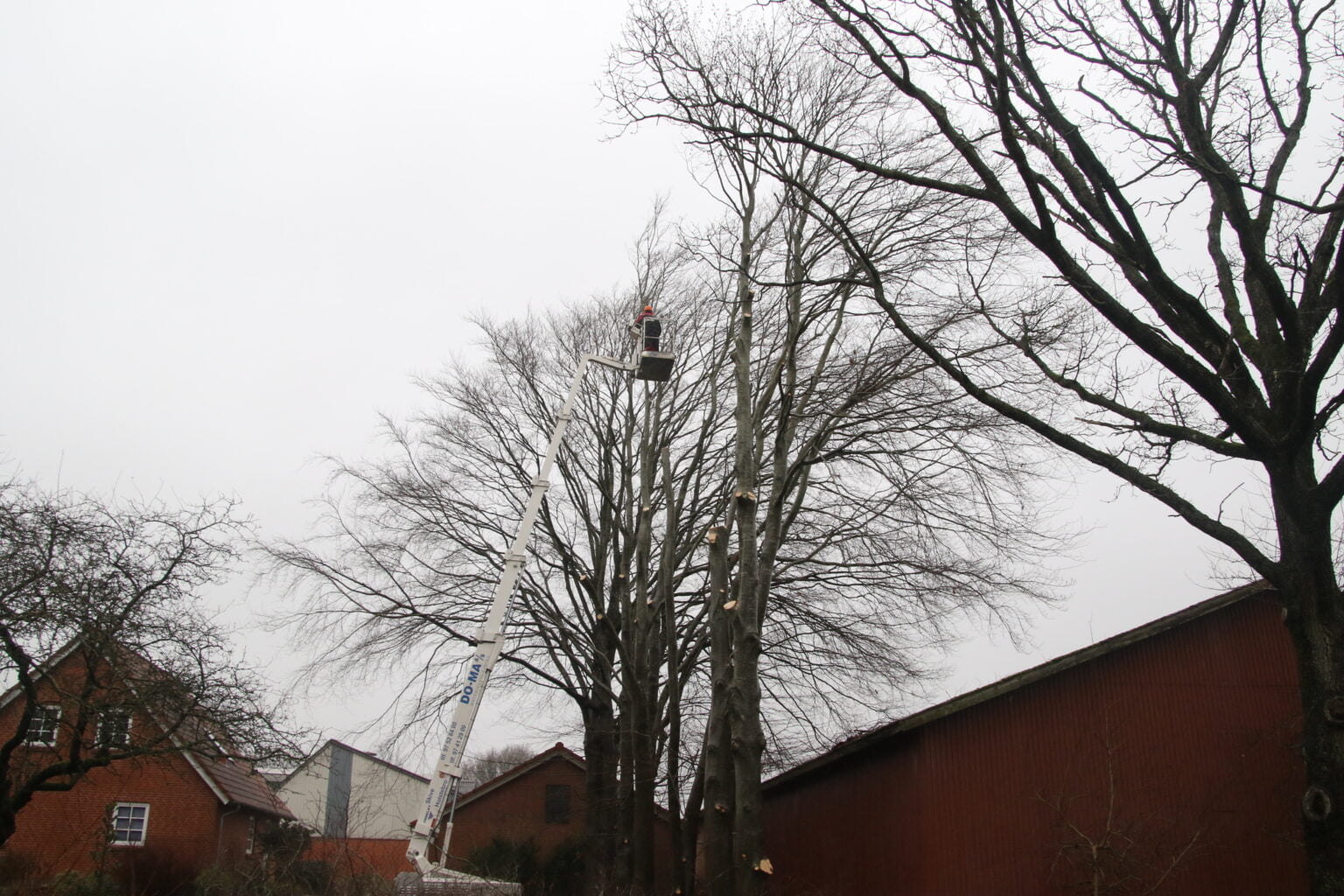 Topkapning - Midtvest Brænde ApS - 1 070A5292 - Topkapning 1-070A5292