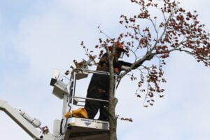 Træplejer beskærer træ fra lift